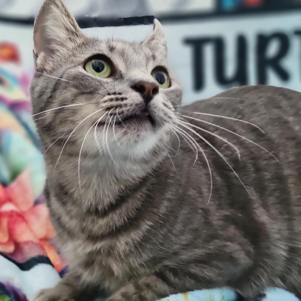 Mrs. Claws, a Adoptable Domestic Short Hair in Sarasota, FL image 2/3