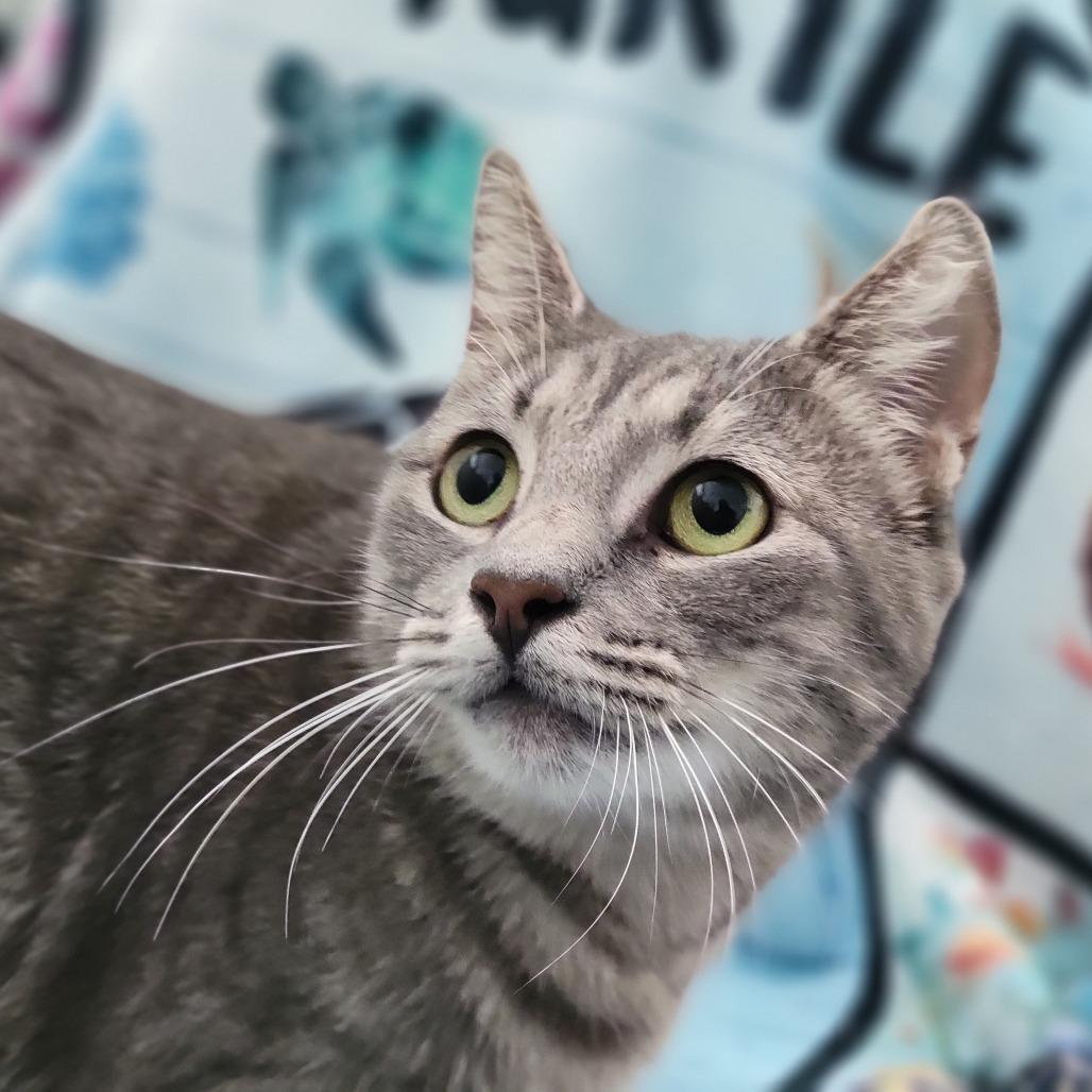 Mrs. Claws, a Adoptable Domestic Short Hair in Sarasota, FL image 3/3