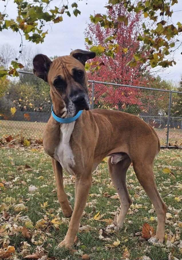 Martin Tenbones, Adoptable, Adult Male Great Dane.