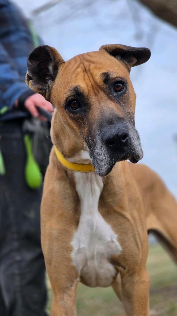 Enlarge Martin Tenbones, a Adoptable Great Dane in Huntington, IN image 3/3