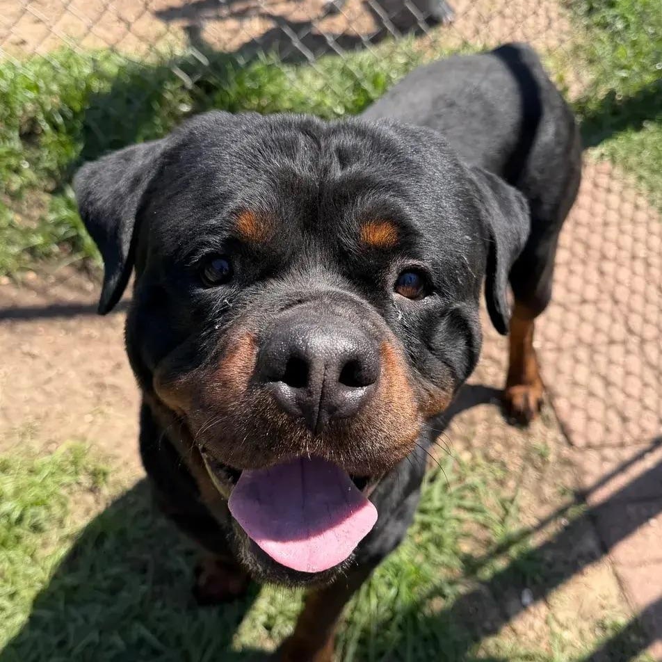 Ethan, a ADOPTABLE Rottweiler in Polk, OH image 3/3