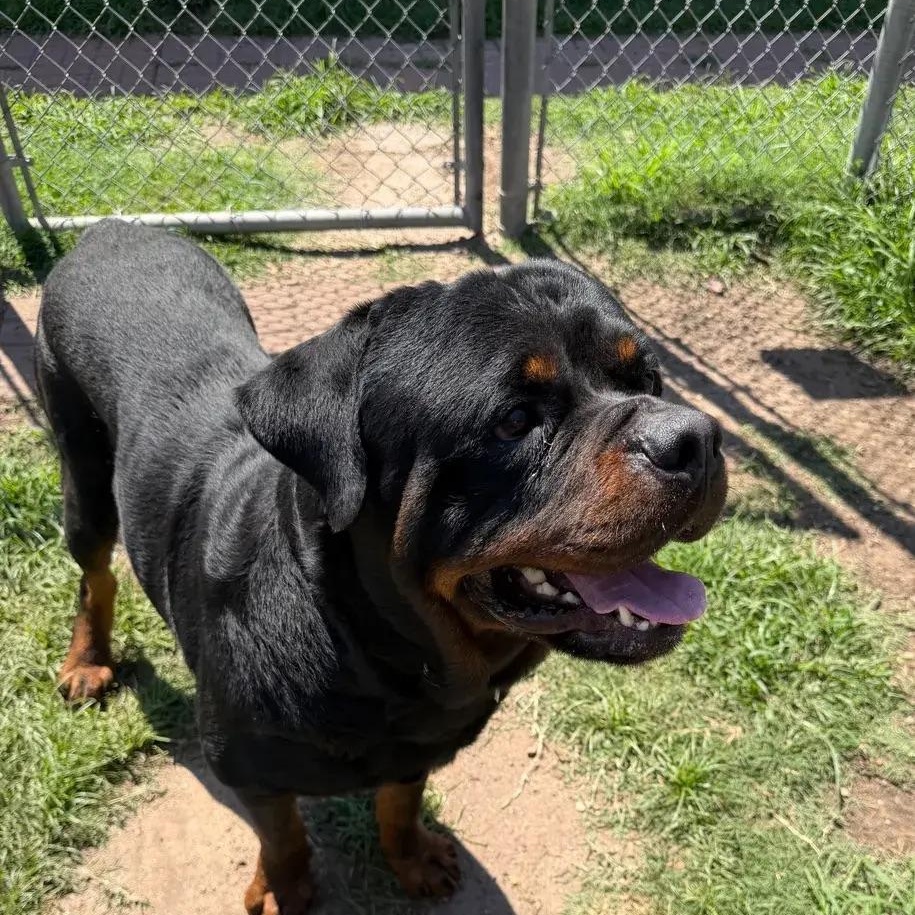Ethan, ADOPTABLE, Adult Male Rottweiler.