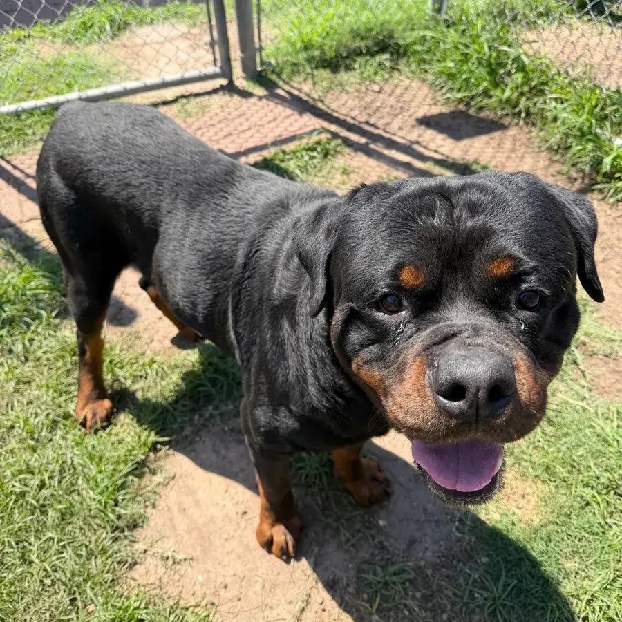 Ethan, a ADOPTABLE Rottweiler in Polk, OH image 2/3