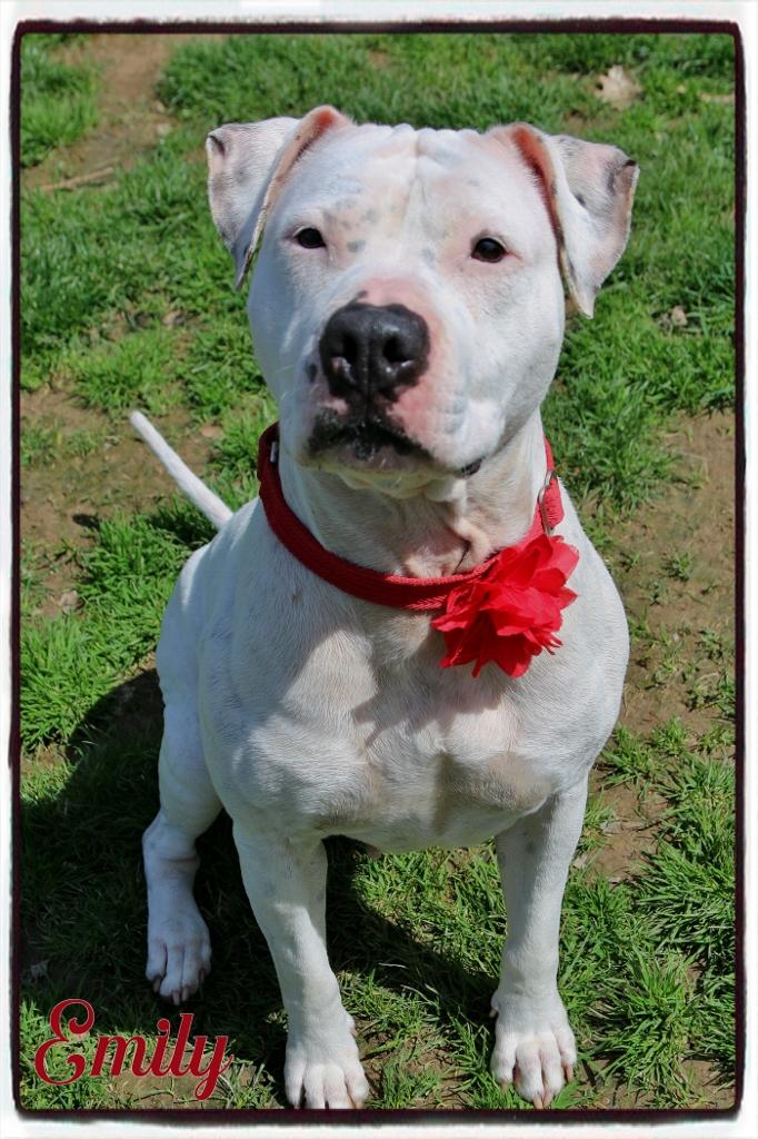 Emily, a Adoptable Pit Bull Terrier in Shippenville, PA image 2/6