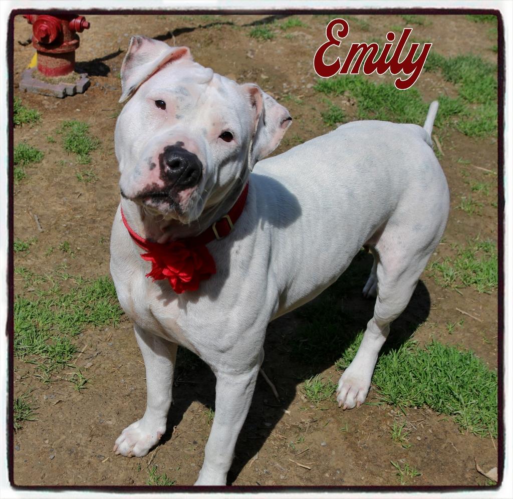 Emily, a Adoptable Pit Bull Terrier in Shippenville, PA image 3/6