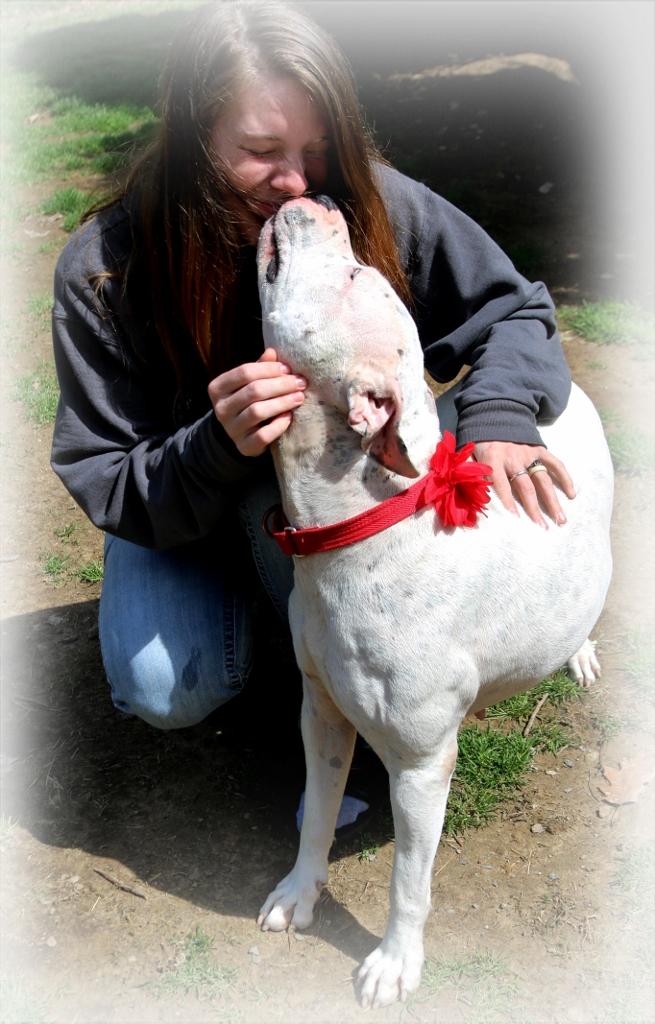 Emily, a Adoptable Pit Bull Terrier in Shippenville, PA image 5/6