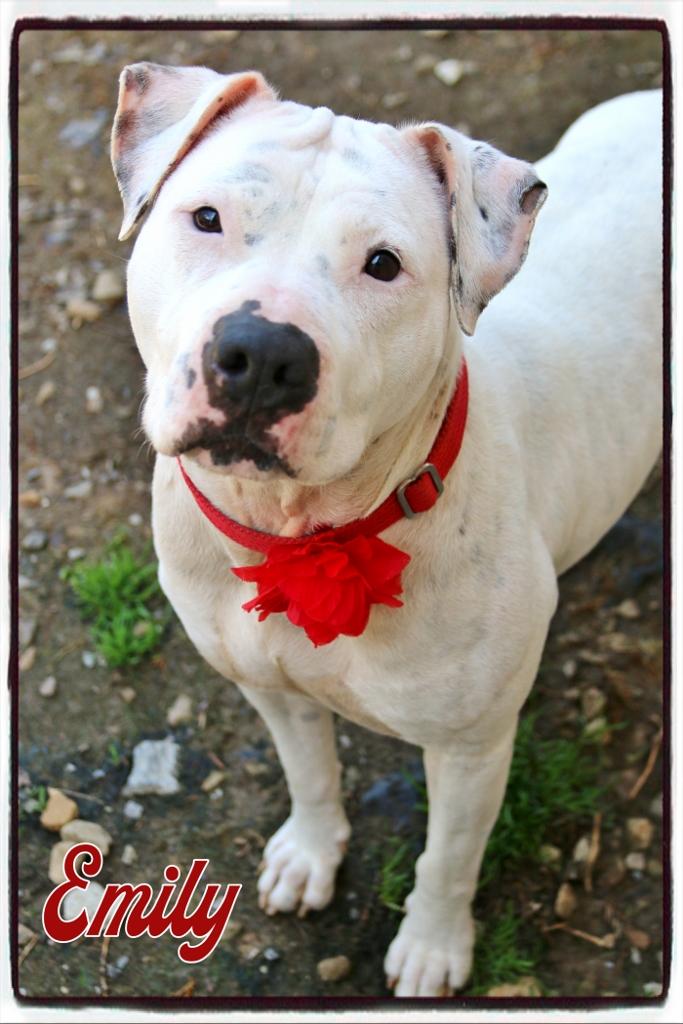 Emily, a Adoptable Pit Bull Terrier in Shippenville, PA image 1/6