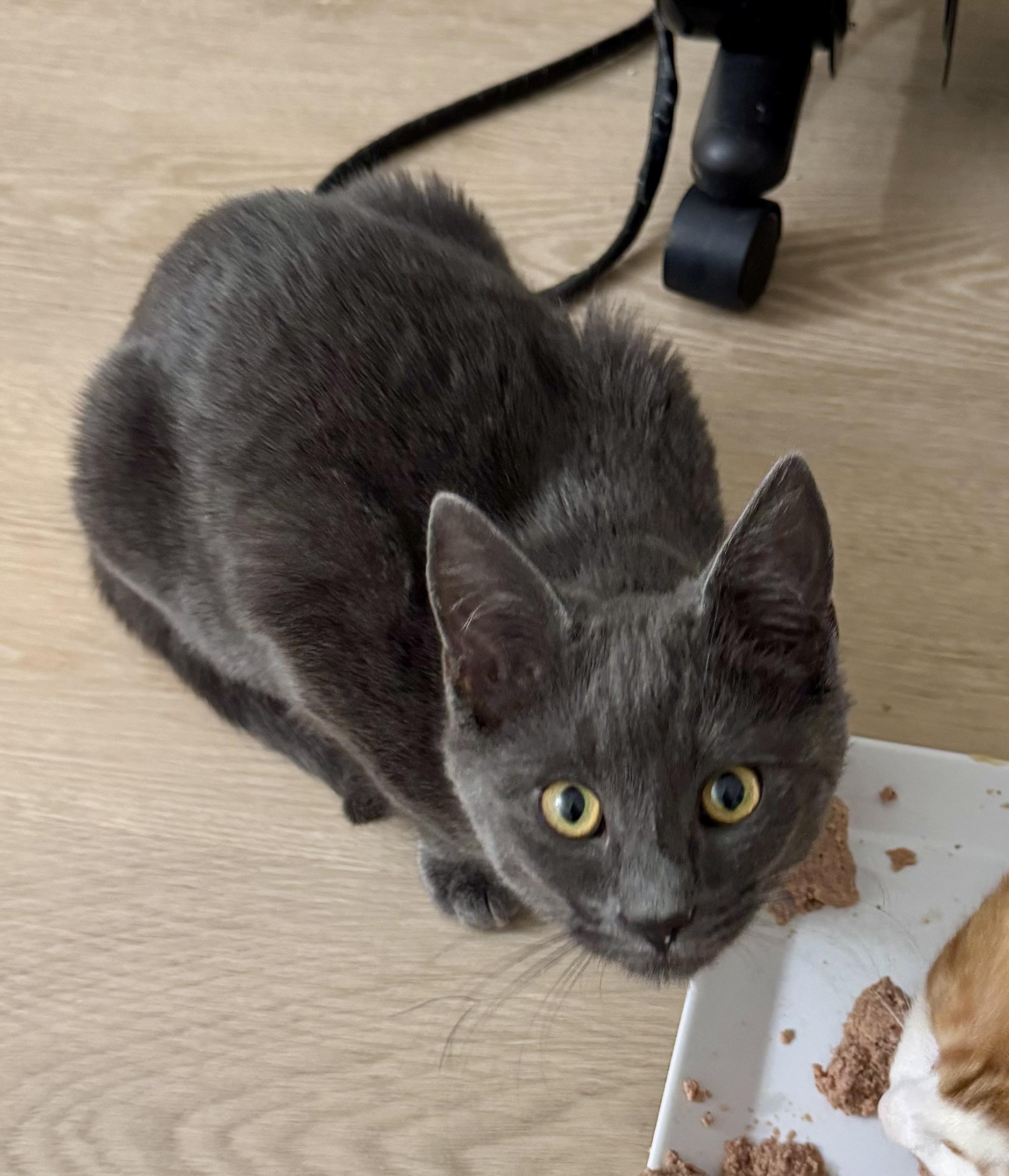 Enlarge Sally, a Adoptable mixed breed in Montclair, NJ image 3/6