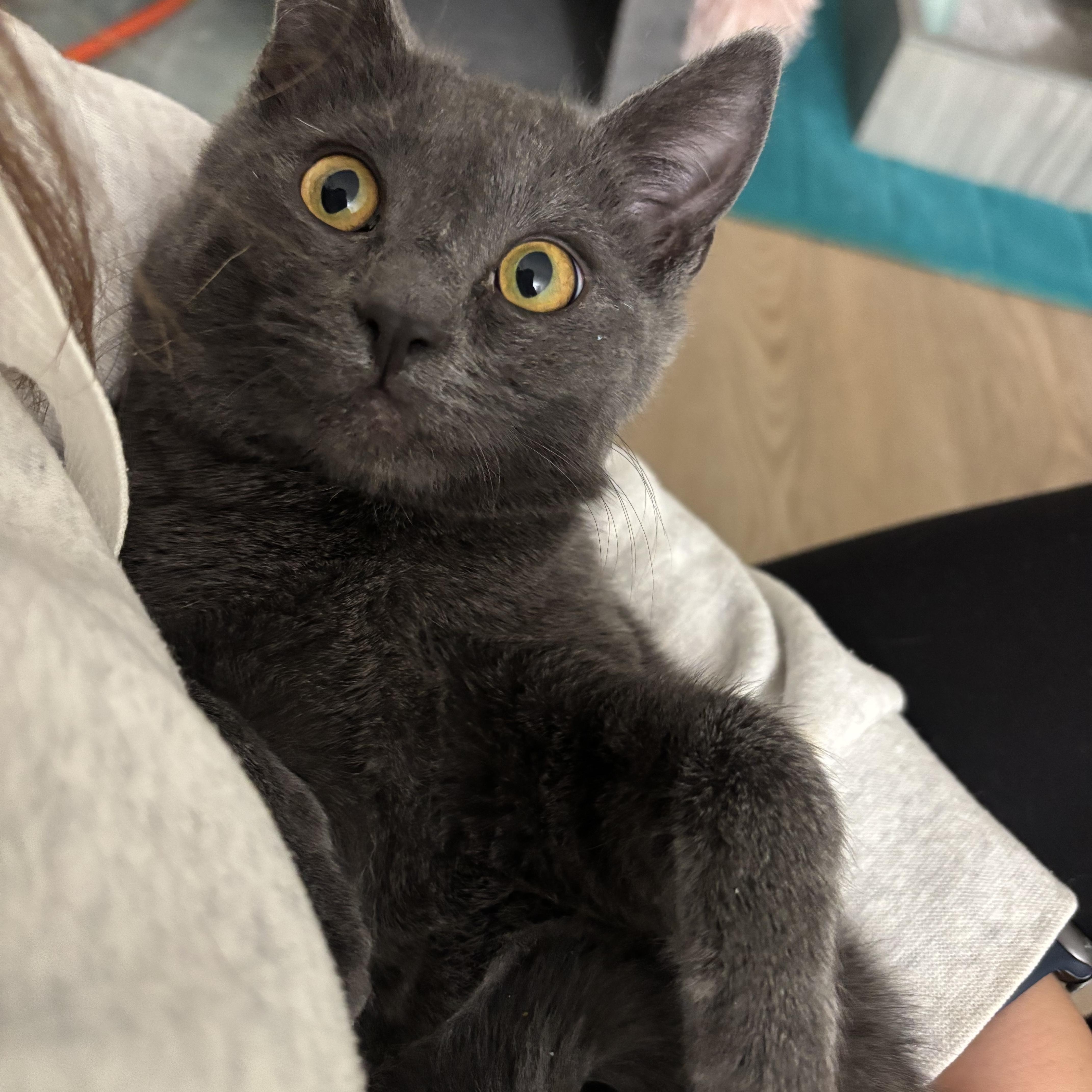 Enlarge Sally, a Adoptable mixed breed in Montclair, NJ image 5/6