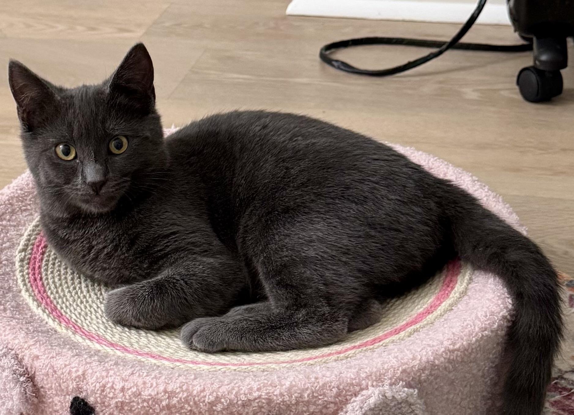 Enlarge Sally, a Adoptable mixed breed in Montclair, NJ image 4/6