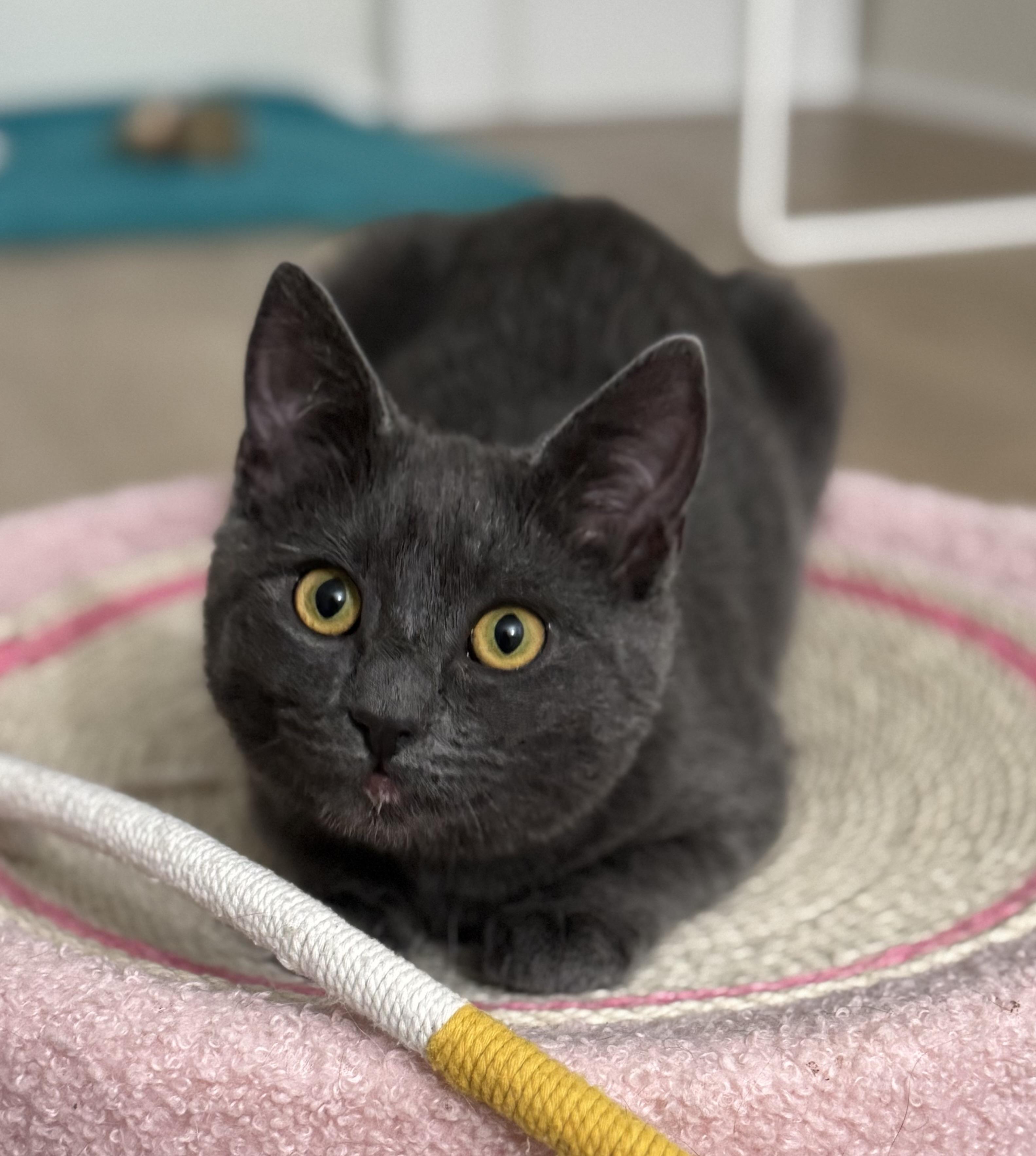 Enlarge Sally, a Adoptable mixed breed in Montclair, NJ image 1/6