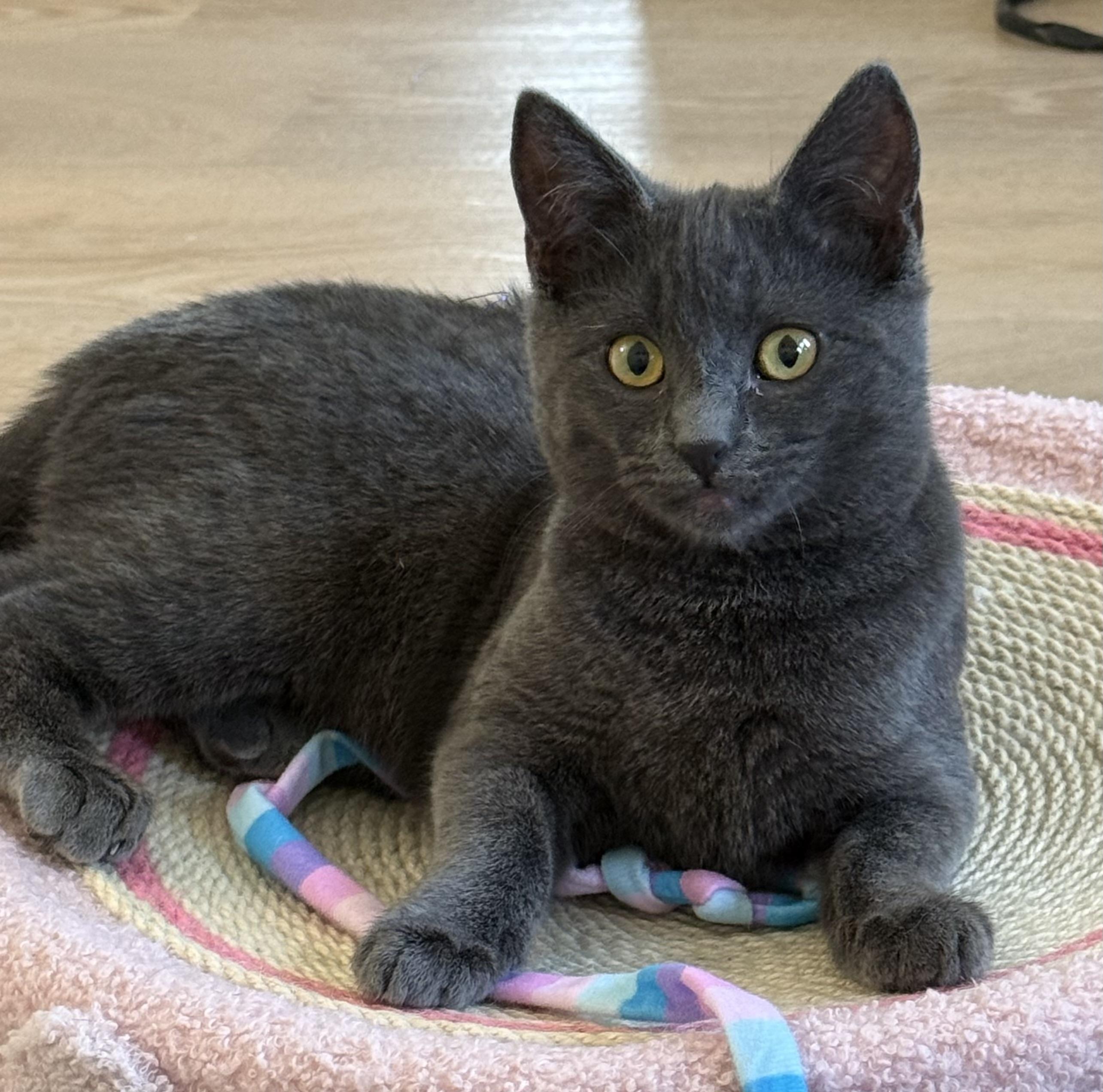 Enlarge Sally, a Adoptable mixed breed in Montclair, NJ image 2/6