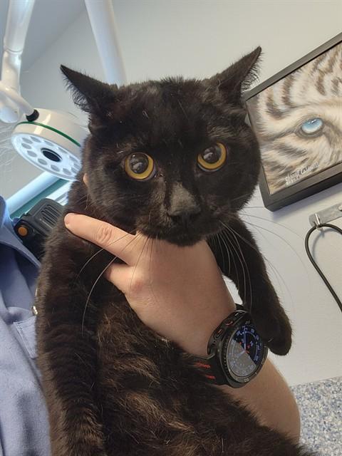 ROY, Adoptable, Young Male Domestic Short Hair.