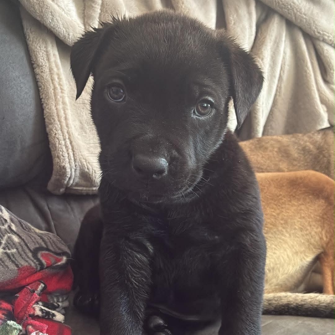 Enlarge Posh (Spice Girls), a Adoptable mixed breed in Midland, MI image 3/3