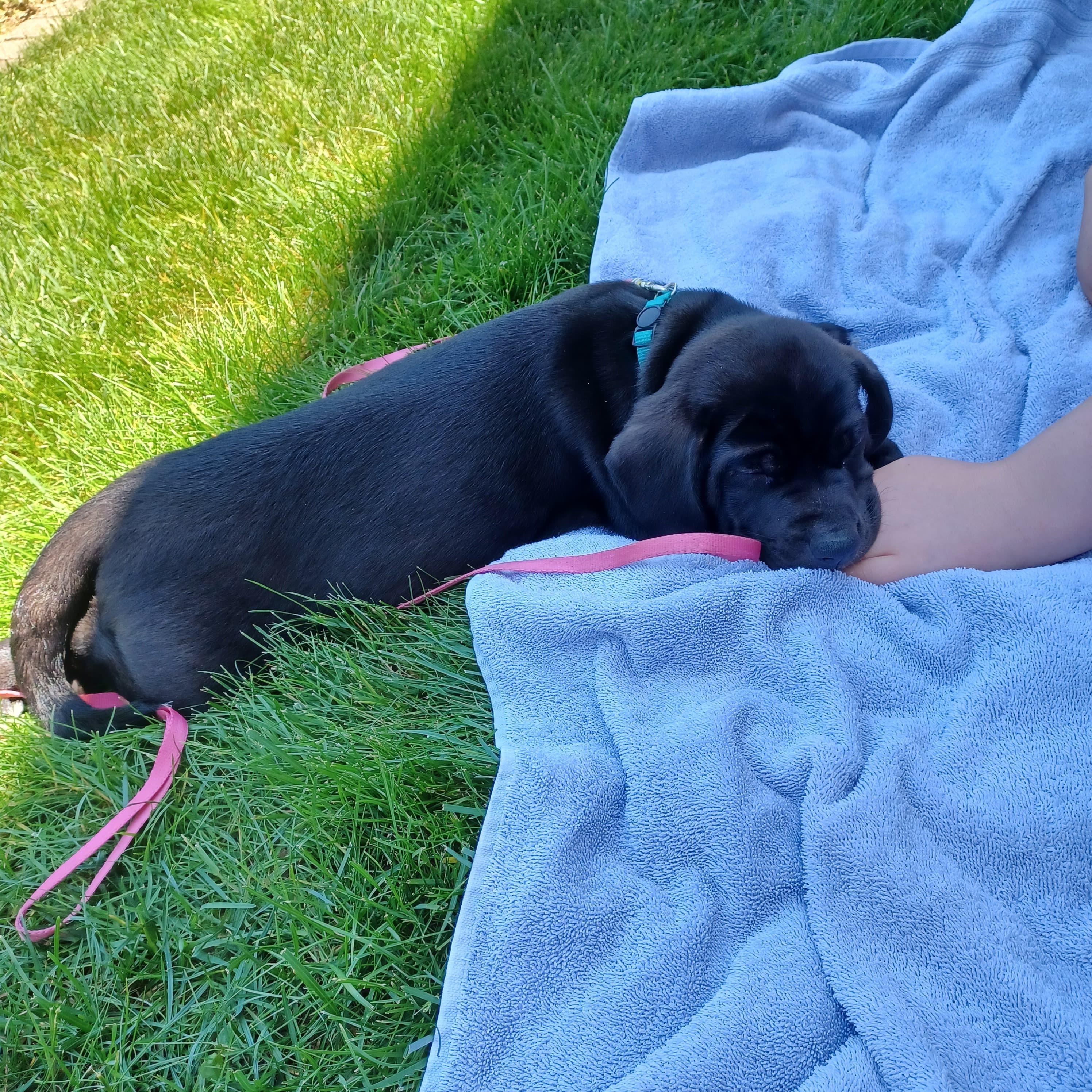 Enlarge Posh (Spice Girls), a Adoptable mixed breed in Midland, MI image 2/3