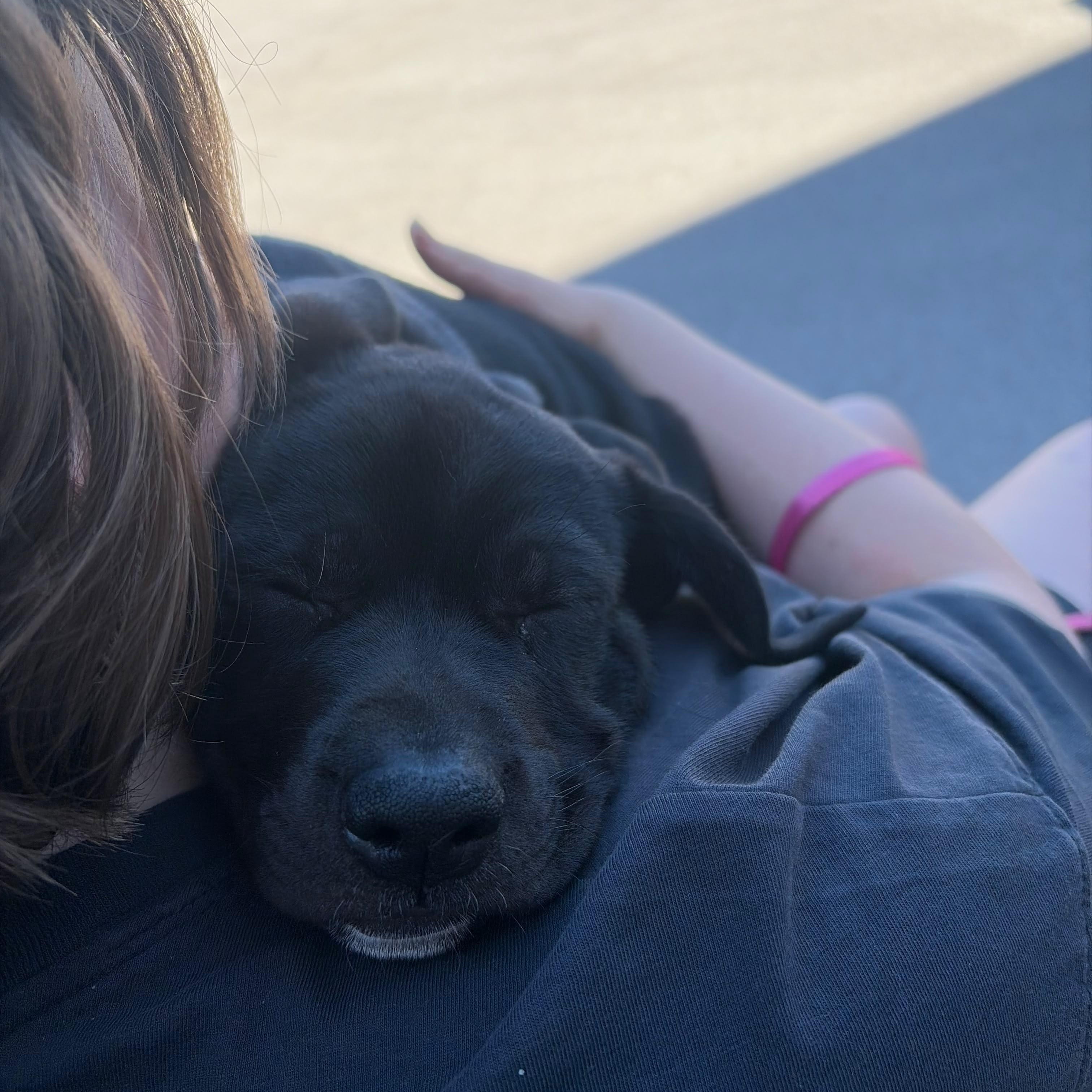 Posh (Spice Girls), Adoptable, Puppy Female Labrador Retriever.