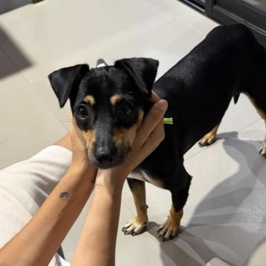 LIMONCITO, Adoptable, Young Male Chihuahua & Miniature Pinscher.