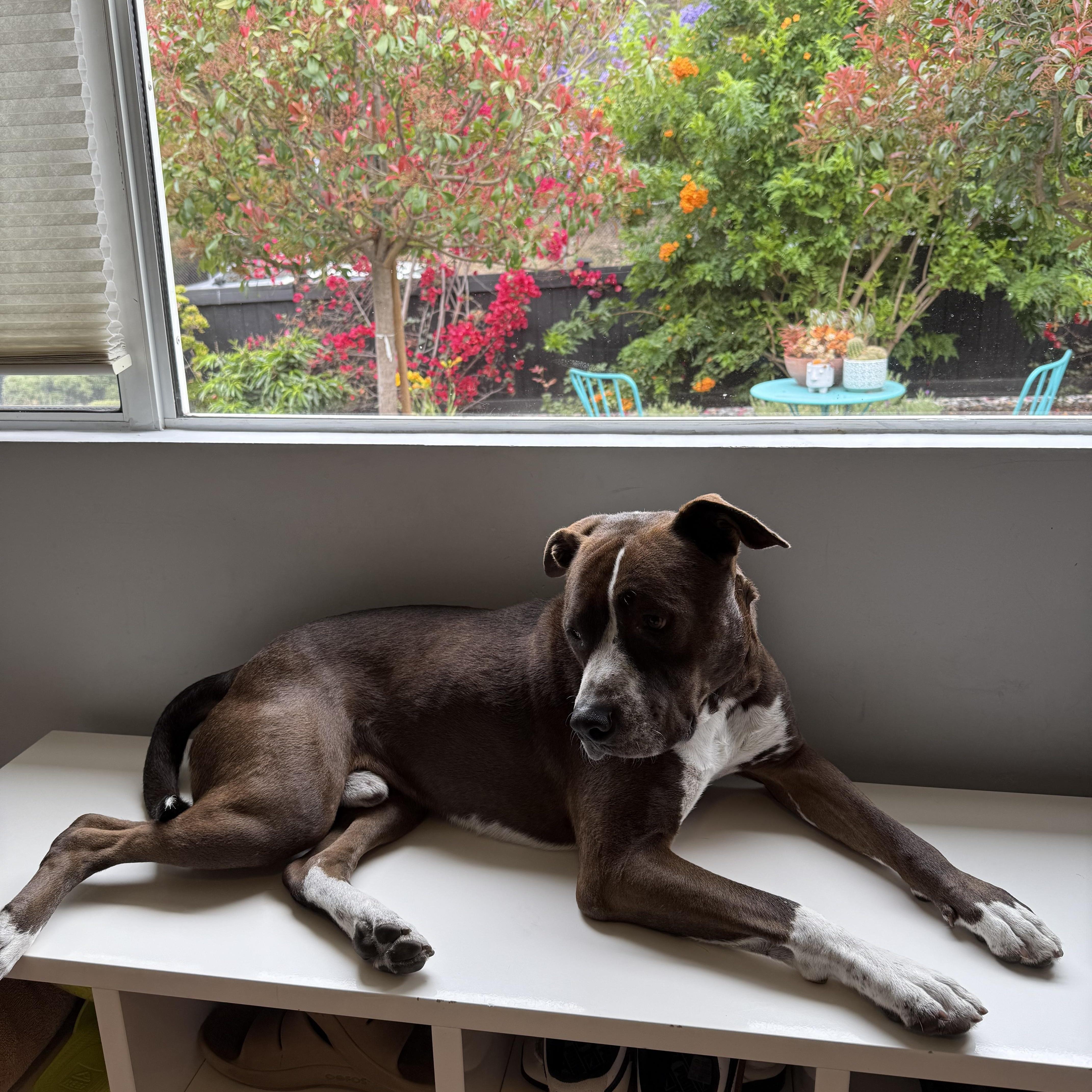 Enlarge Bruno, a Adoptable American Staffordshire Terrier in San DIego, CA image 1/5