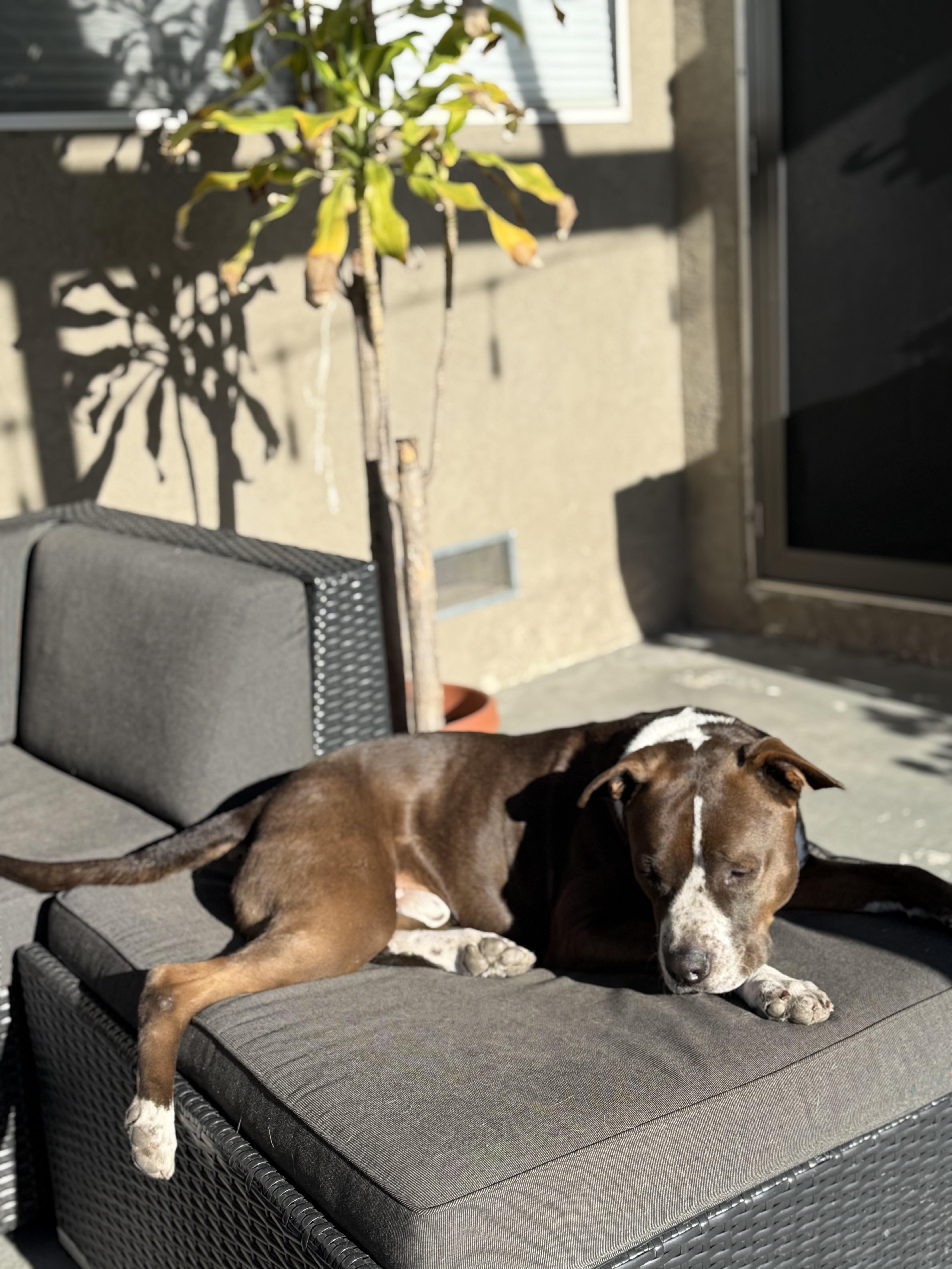 Enlarge Bruno, a Adoptable American Staffordshire Terrier in San DIego, CA image 2/5