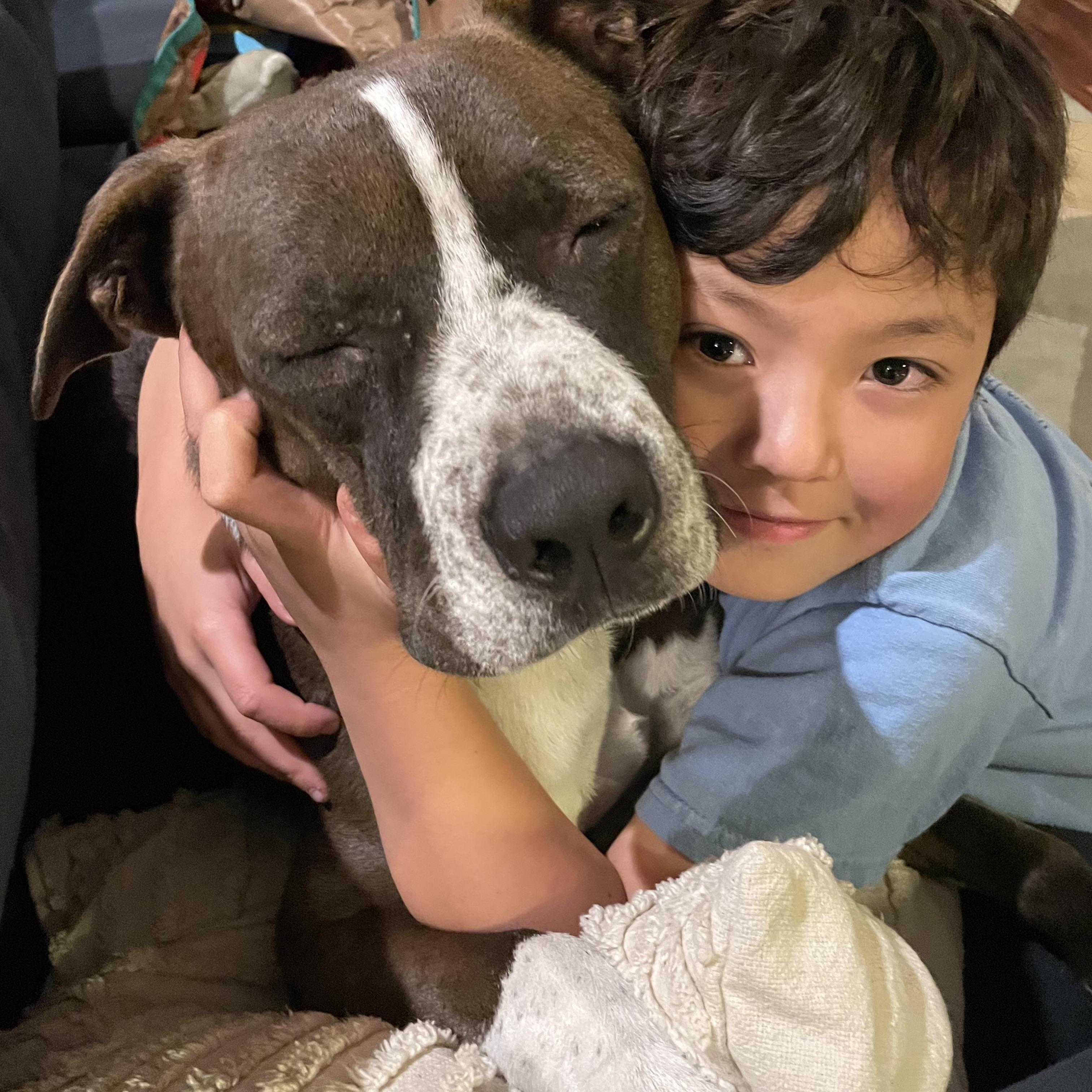 Enlarge Bruno, a Adoptable American Staffordshire Terrier in San DIego, CA image 3/5