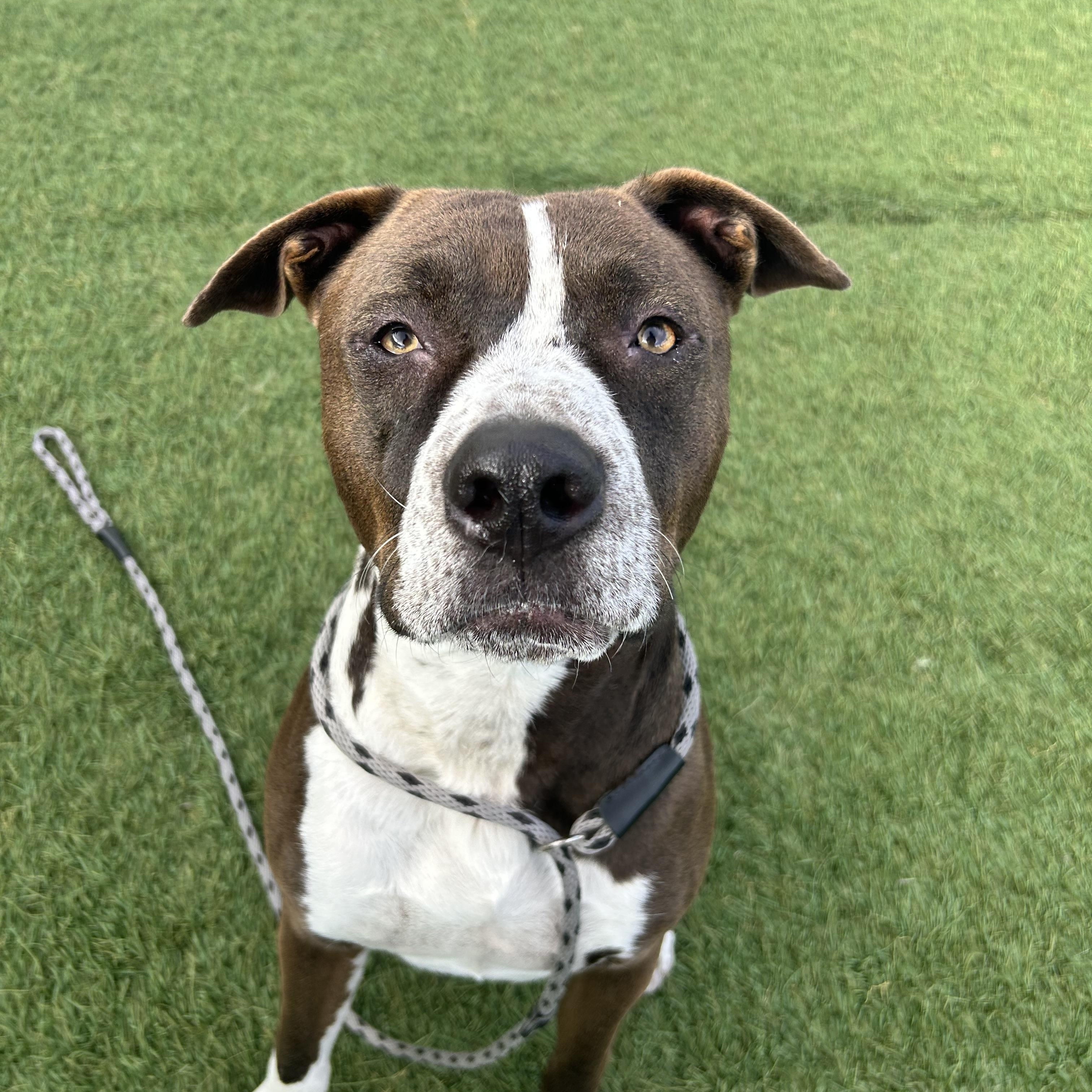 Bruno, Young Male American Staffordshire Terrier