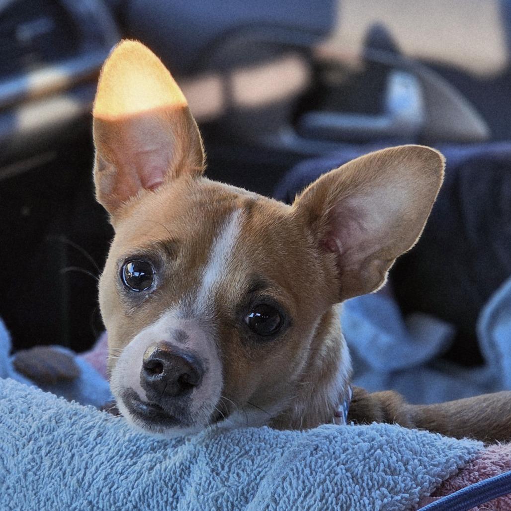 Enlarge Ashe (Pepper), a Adoptable Rat Terrier in Myrtle Beach, SC image 1/4