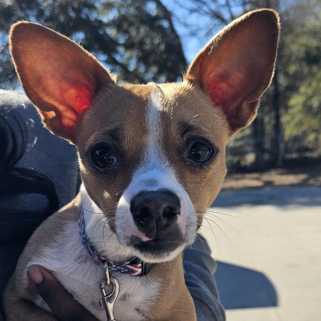 Enlarge Ashe (Pepper), a Adoptable Rat Terrier in Myrtle Beach, SC image 2/4