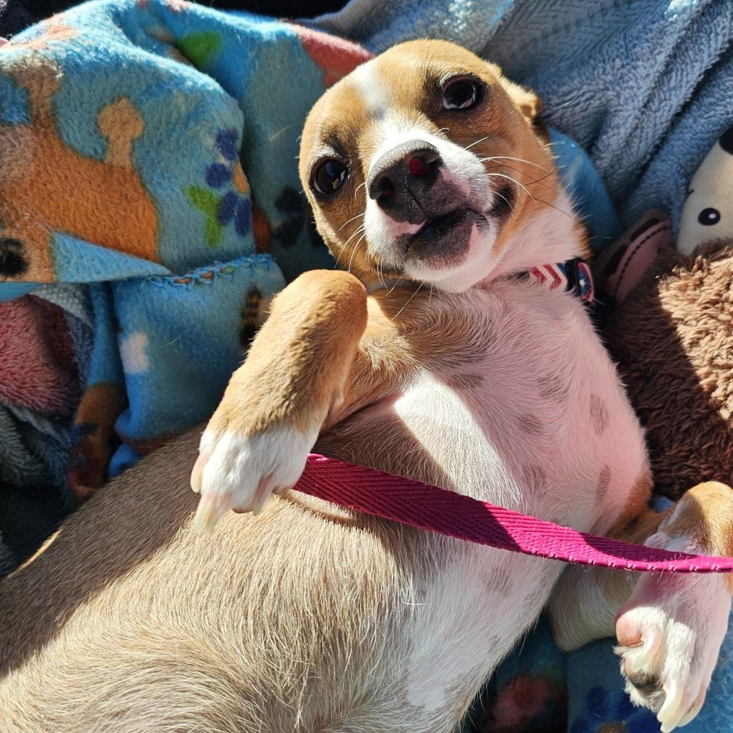 Enlarge Ashe (Pepper), a Adoptable Rat Terrier in Myrtle Beach, SC image 3/4