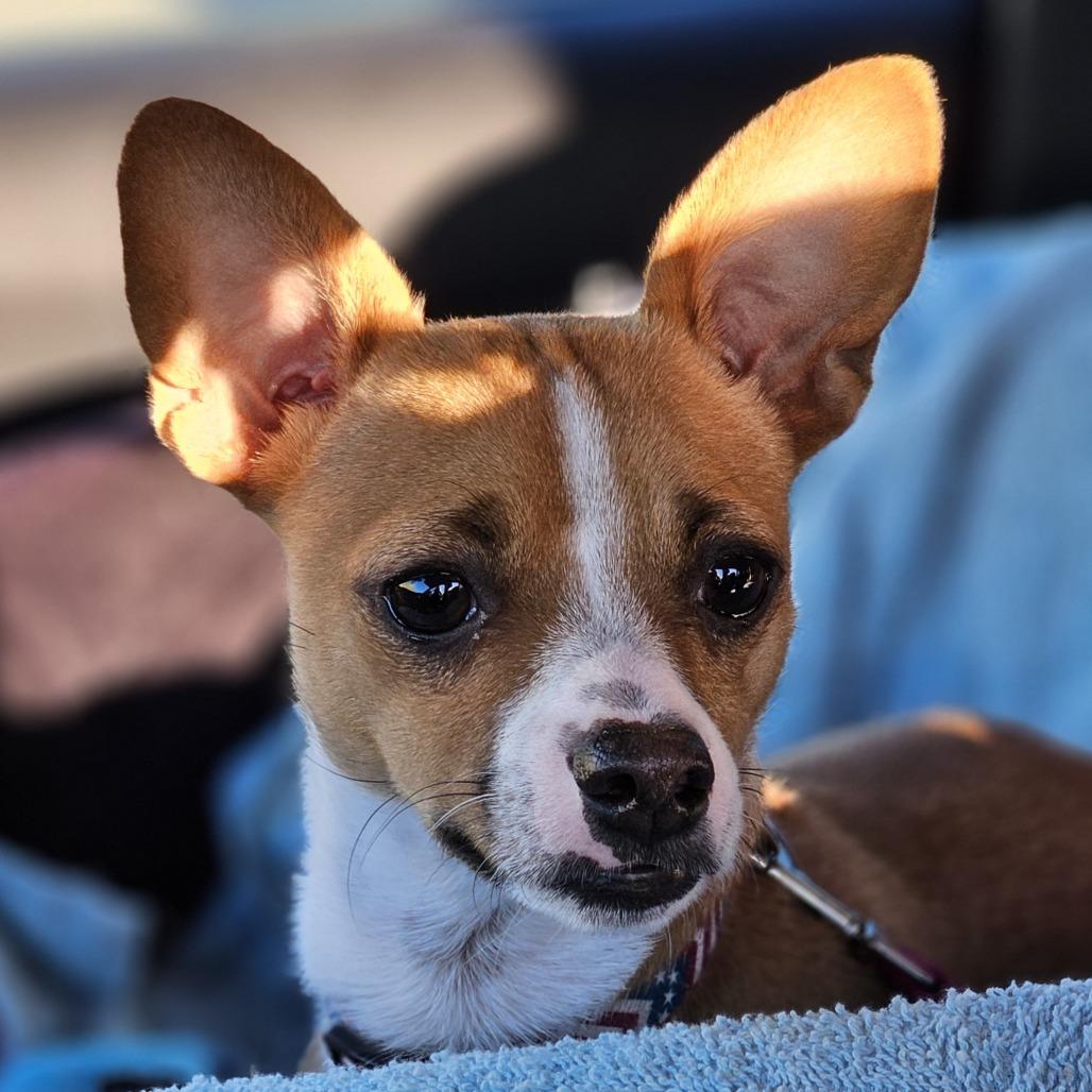 Enlarge Ashe (Pepper), a Adoptable Rat Terrier in Myrtle Beach, SC image 4/4