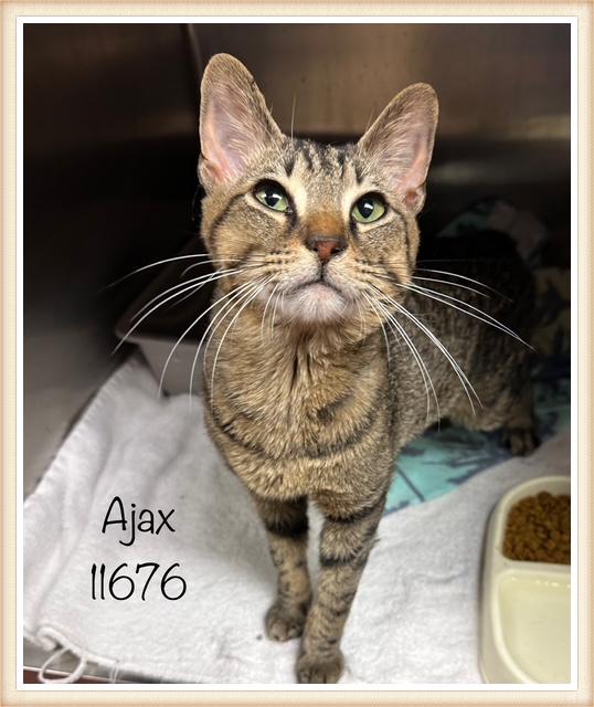 AJAX Domestic Short Hair Cat