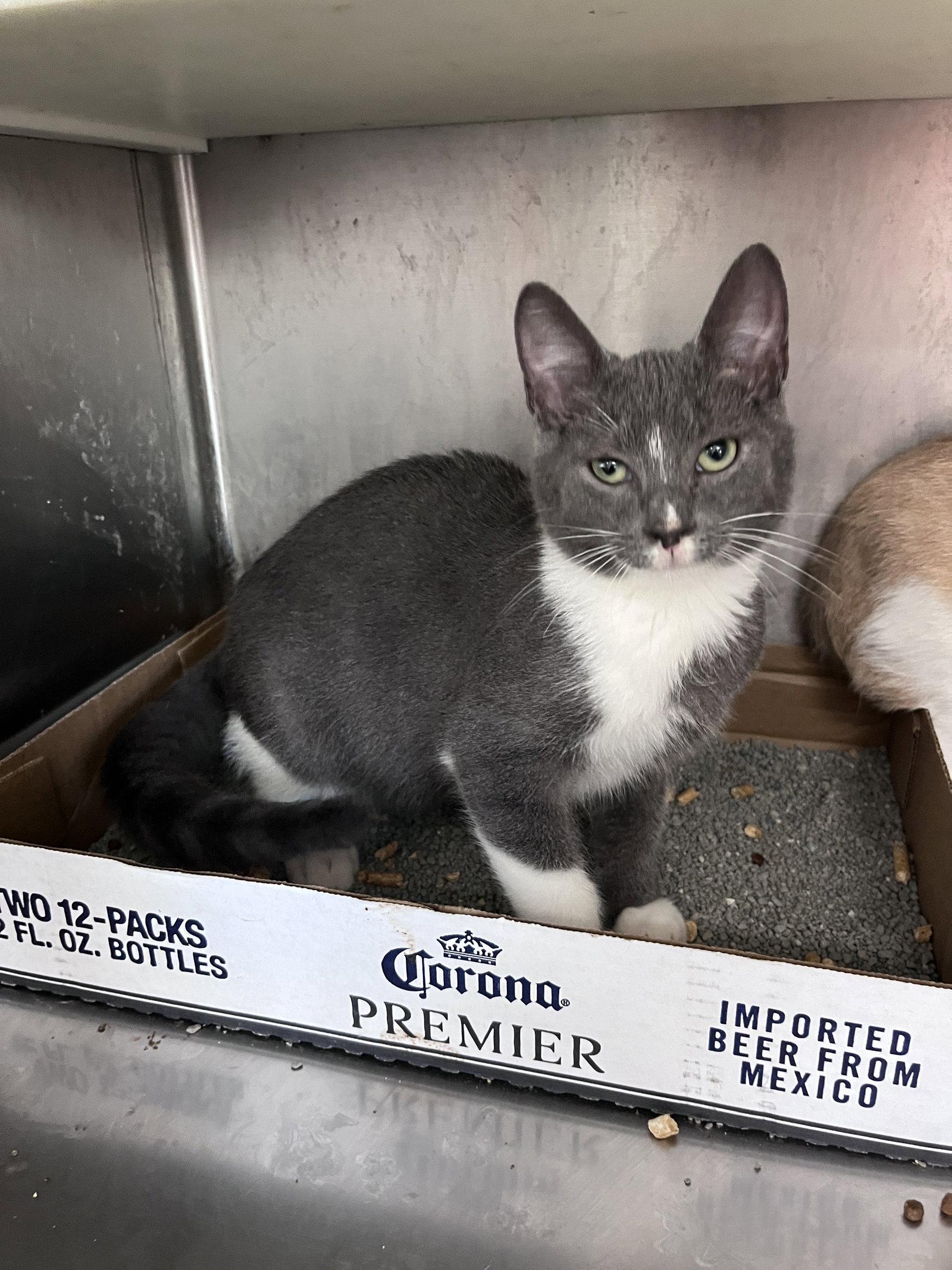 Enlarge Paul, a Adoptable Domestic Short Hair in Carrollton, GA image 1/3