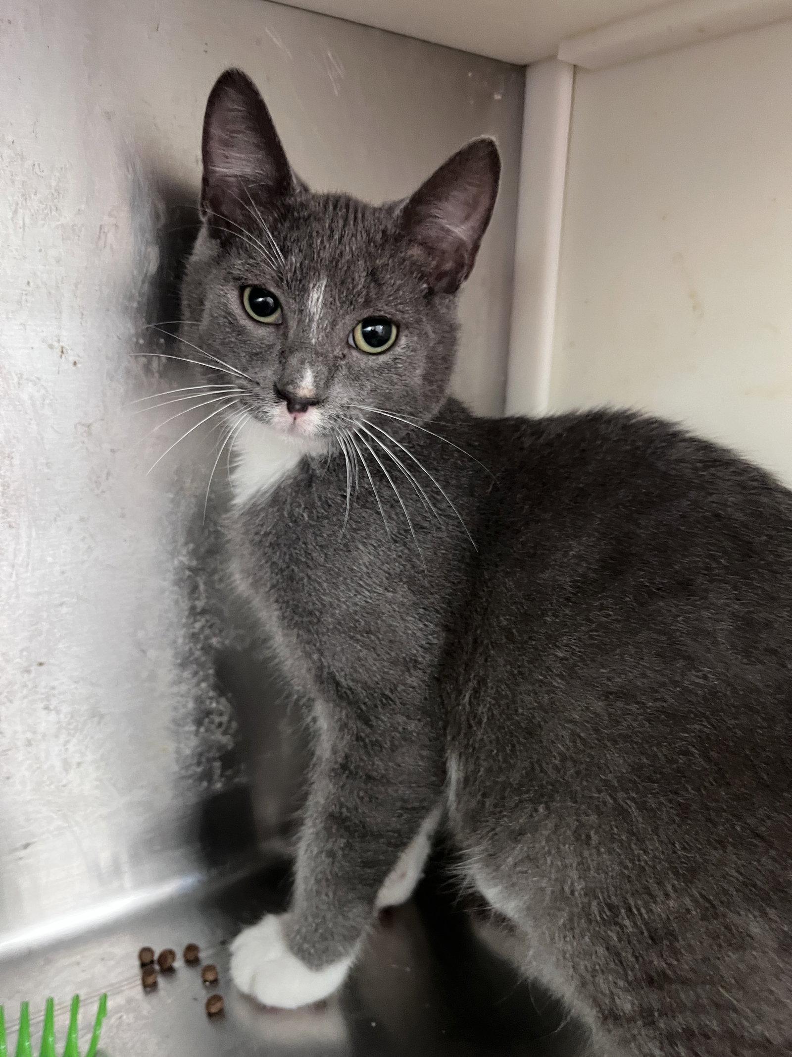 Enlarge Paul, a Adoptable Domestic Short Hair in Carrollton, GA image 2/3