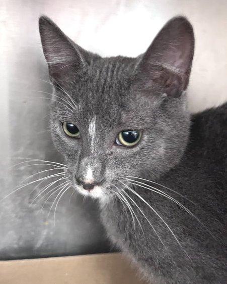 Enlarge Paul, a Adoptable Domestic Short Hair in Carrollton, GA image 3/3