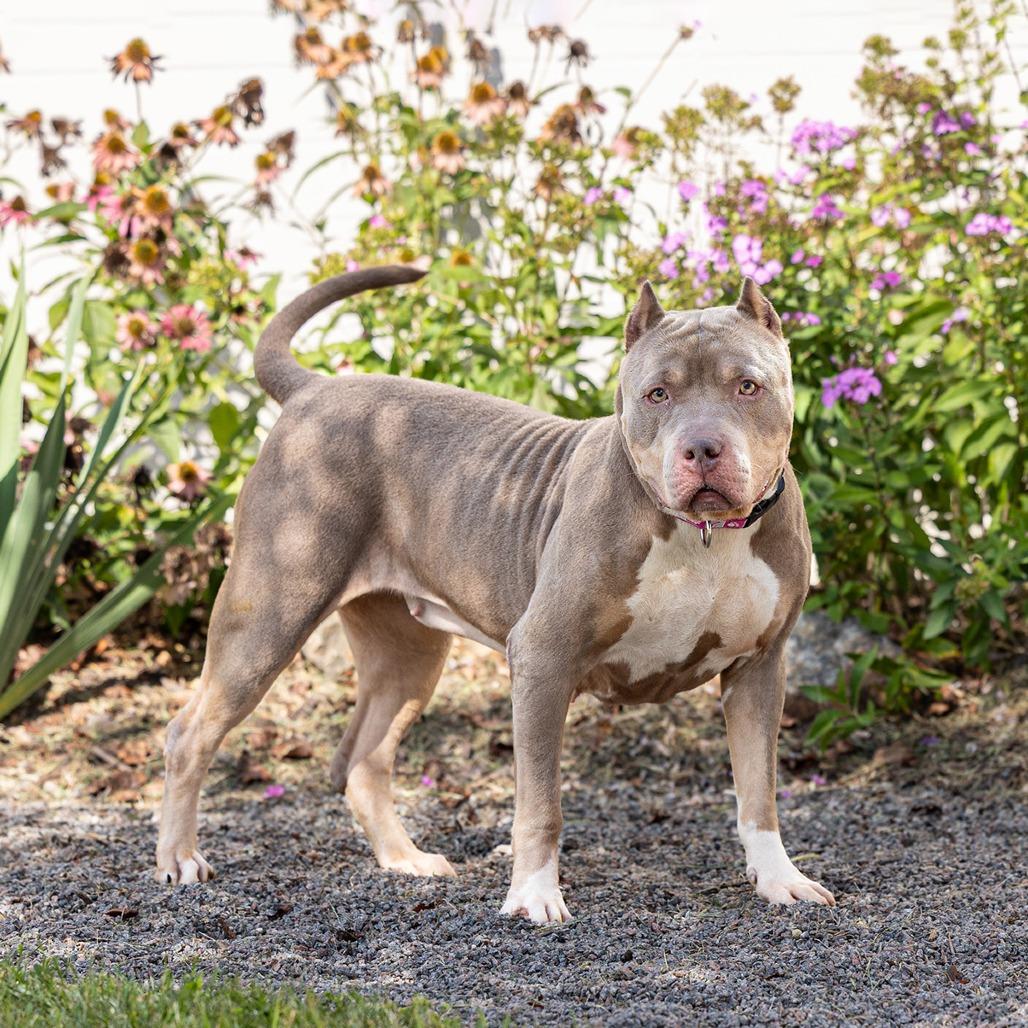 Enlarge Gia, a Adoptable Pit Bull Terrier in Council Bluffs, IA image 1/3