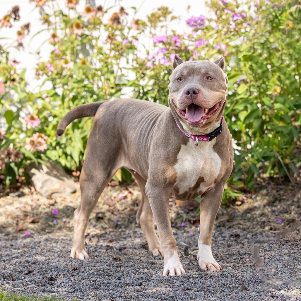 Enlarge Gia, a Adoptable Pit Bull Terrier in Council Bluffs, IA image 2/3