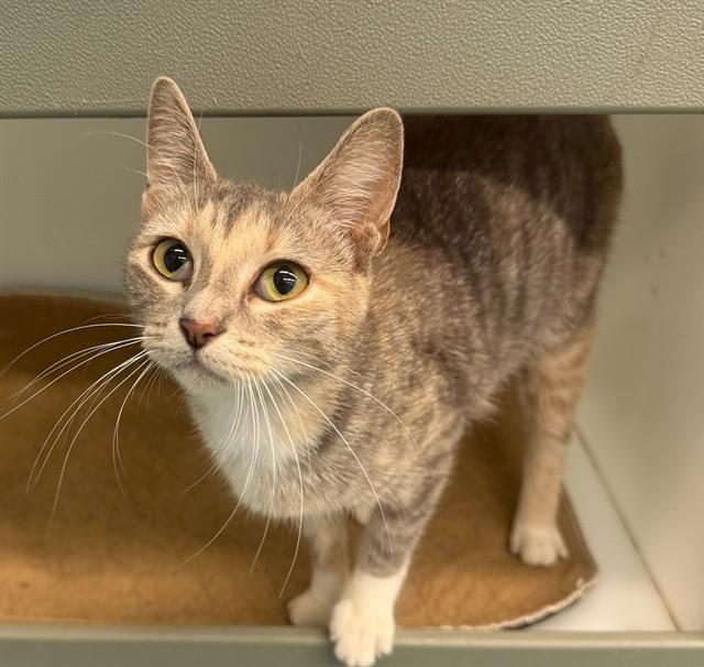 PURRSEPHONE, Adoptable, Young Female Domestic Short Hair.