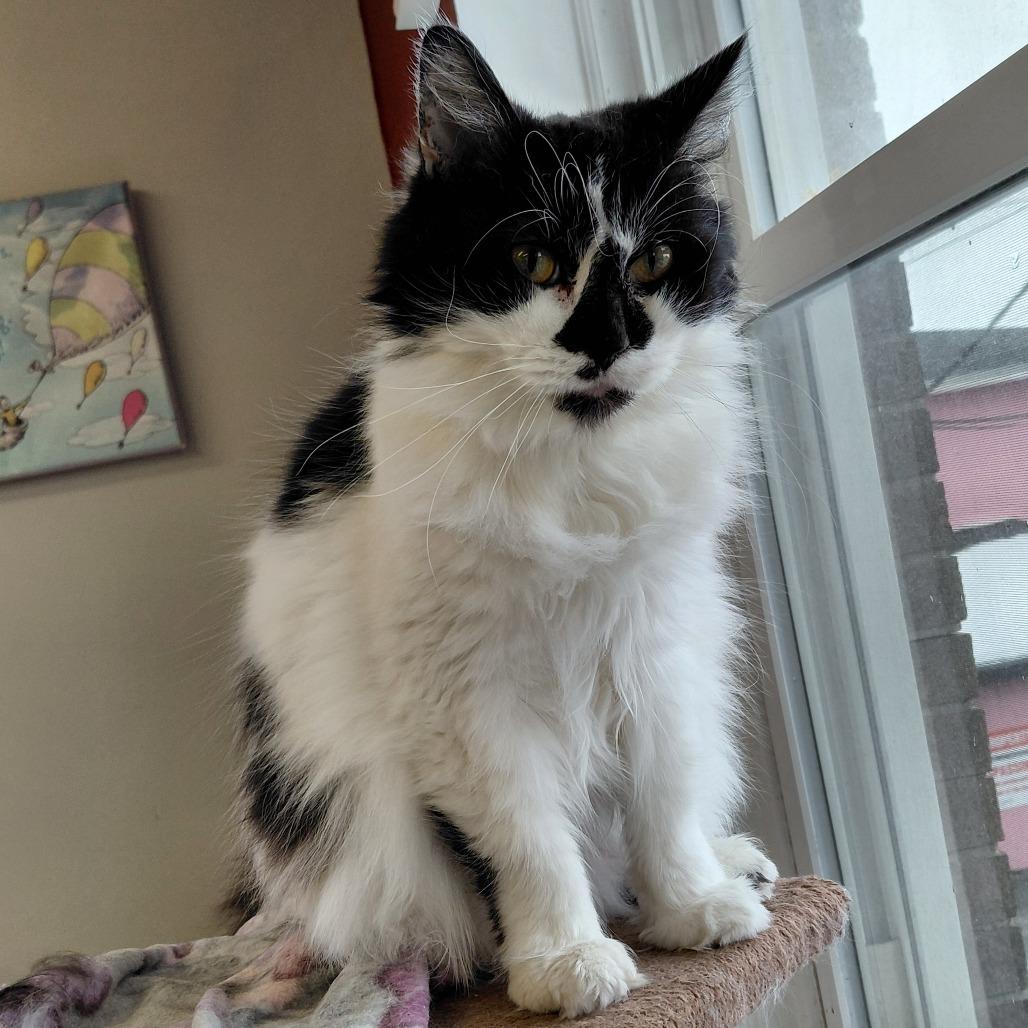 Domino, Adoptable, Adult Male Domestic Long Hair.