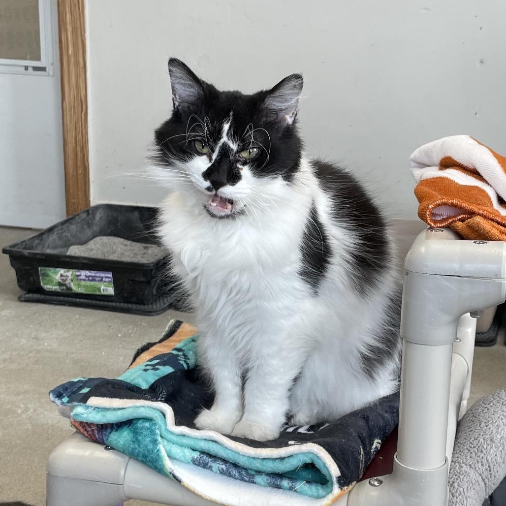 Enlarge Domino, a Adoptable Domestic Long Hair in Hamburg, NY image 2/2