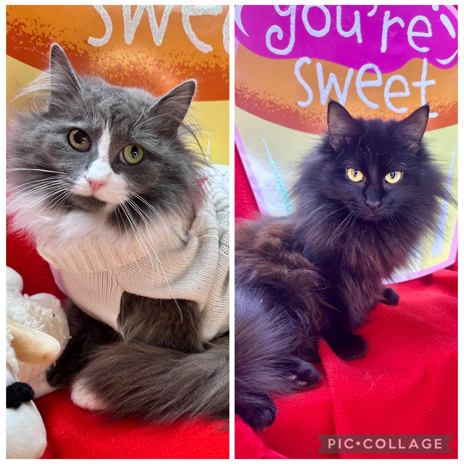 Enlarge Blossom and Tulip (bonded sisters), a Adoptable mixed breed in Mount Vernon, IL image 2/6