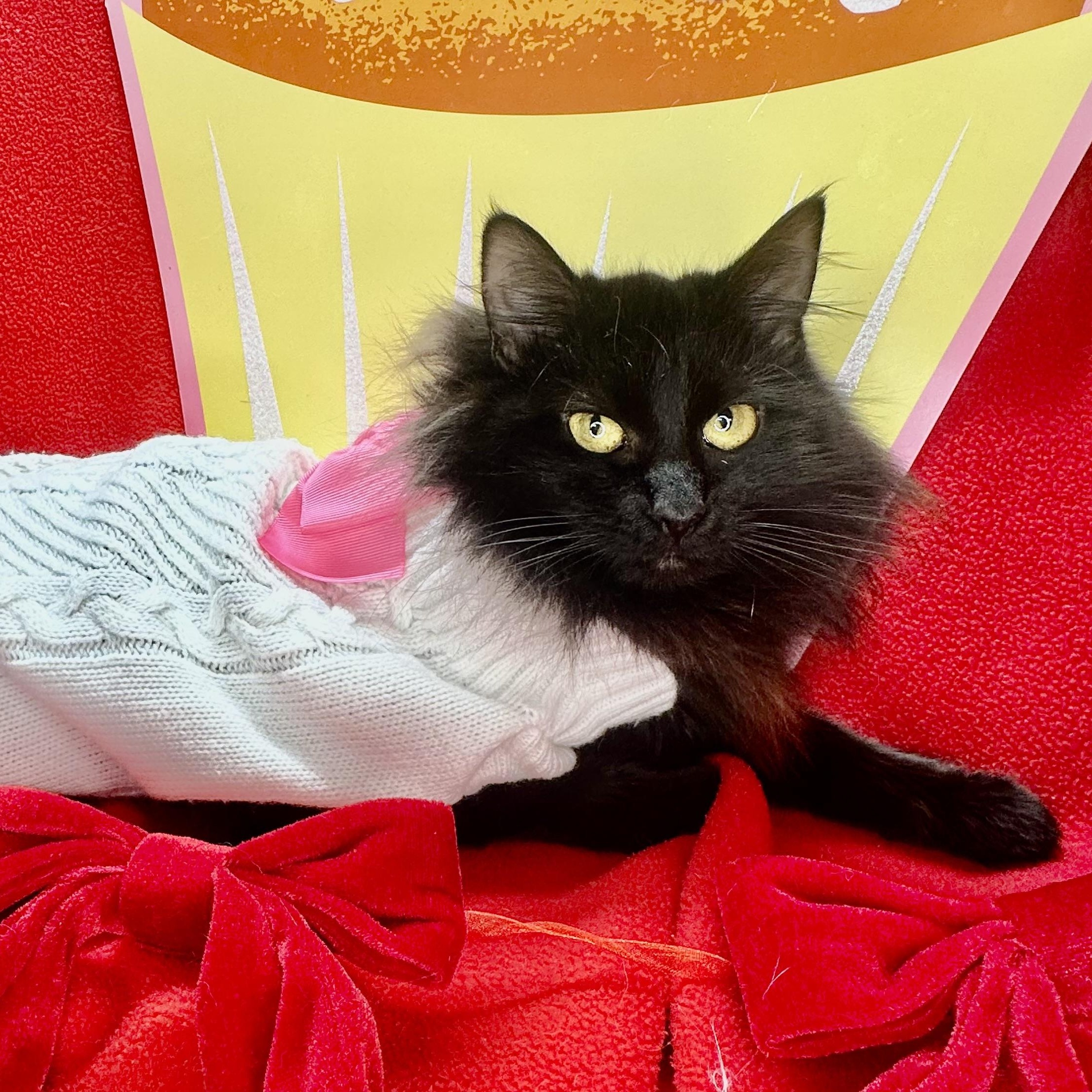 Enlarge Blossom and Tulip (bonded sisters), a Adoptable mixed breed in Mount Vernon, IL image 3/6