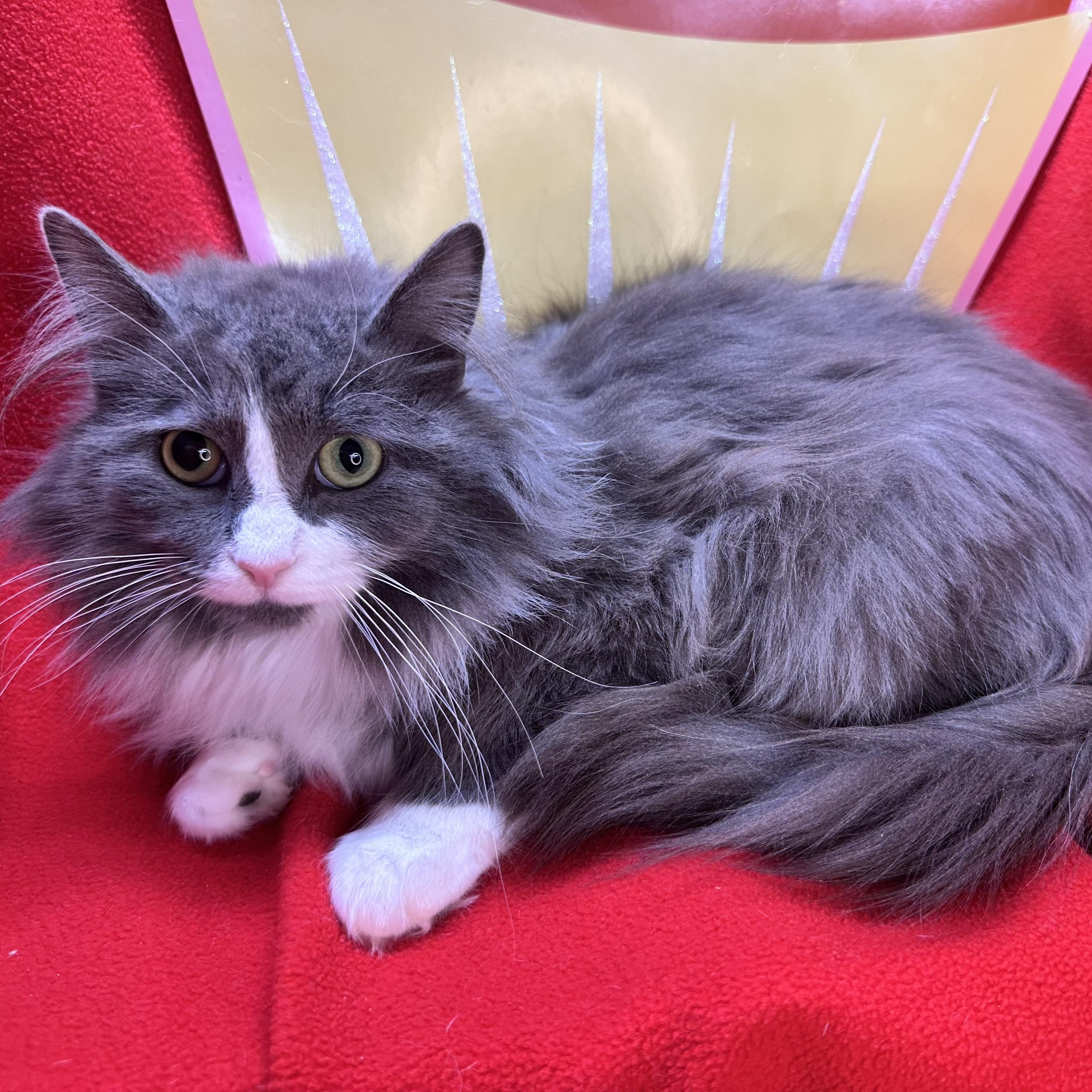 Enlarge Blossom and Tulip (bonded sisters), a Adoptable mixed breed in Mount Vernon, IL image 6/6