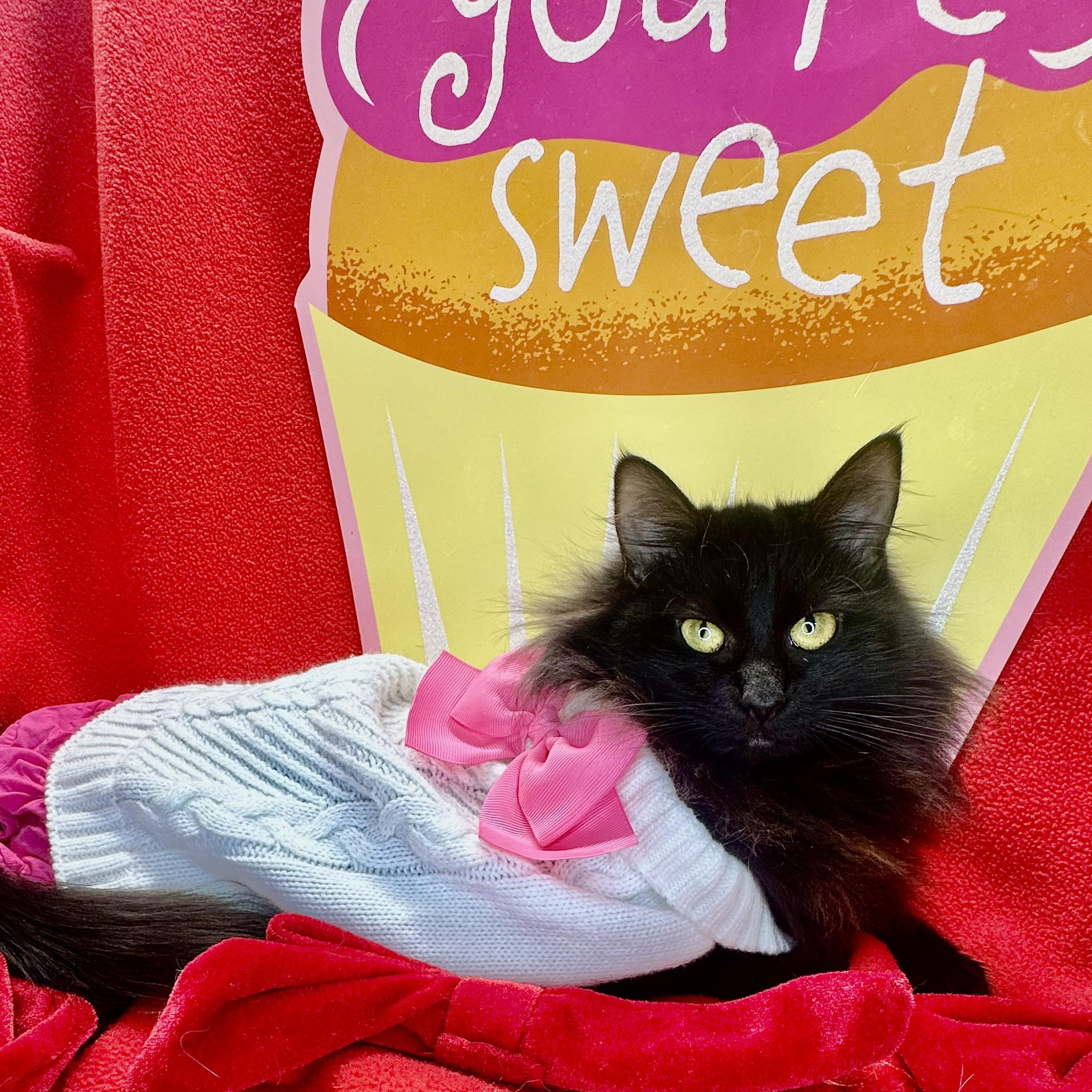 Enlarge Blossom and Tulip (bonded sisters), a Adoptable mixed breed in Mount Vernon, IL image 5/6