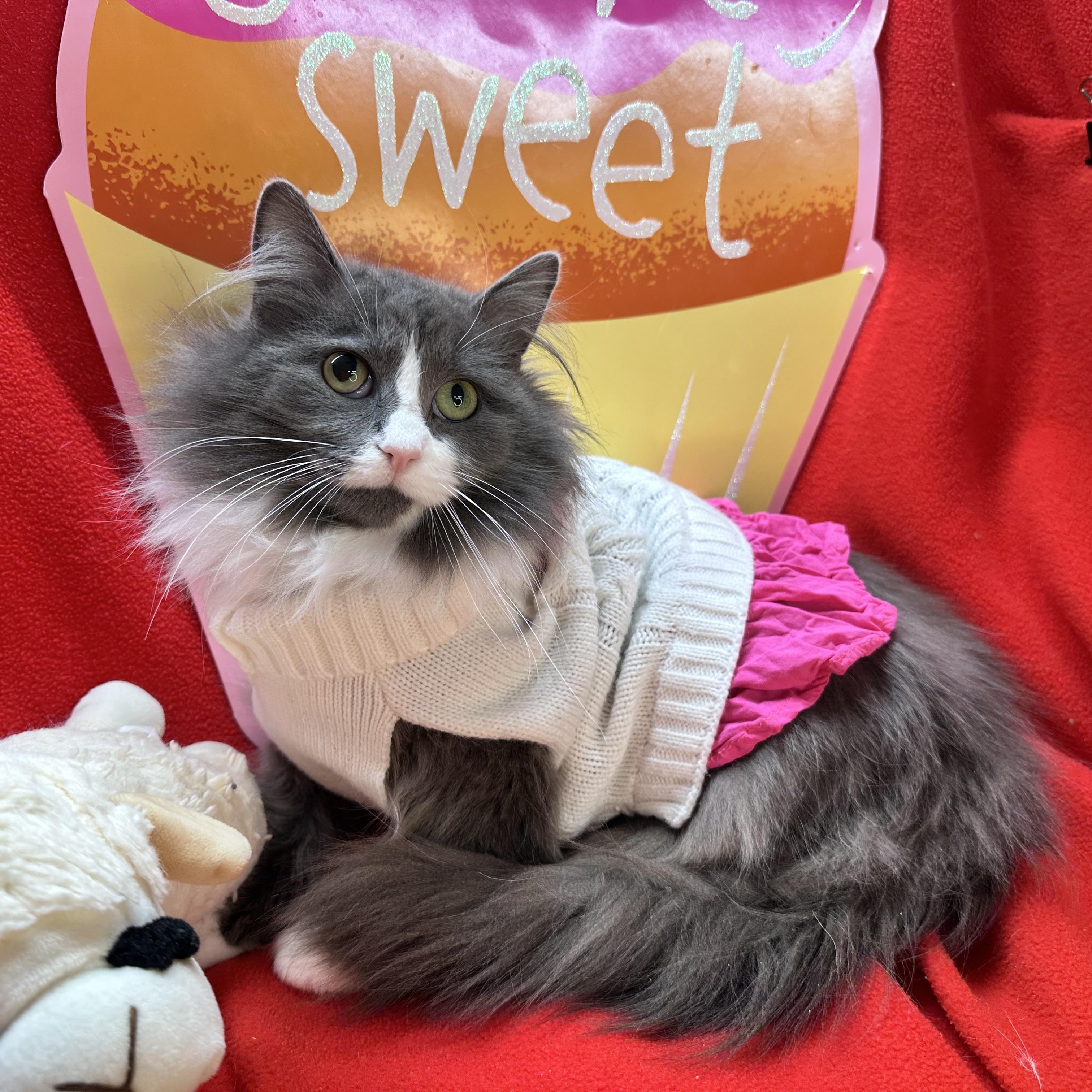 Enlarge Blossom and Tulip (bonded sisters), a Adoptable mixed breed in Mount Vernon, IL image 4/6