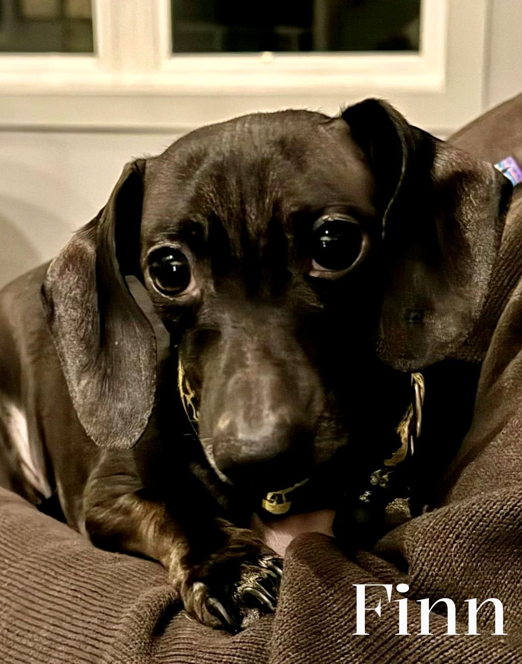 Finn — thumbnail 3