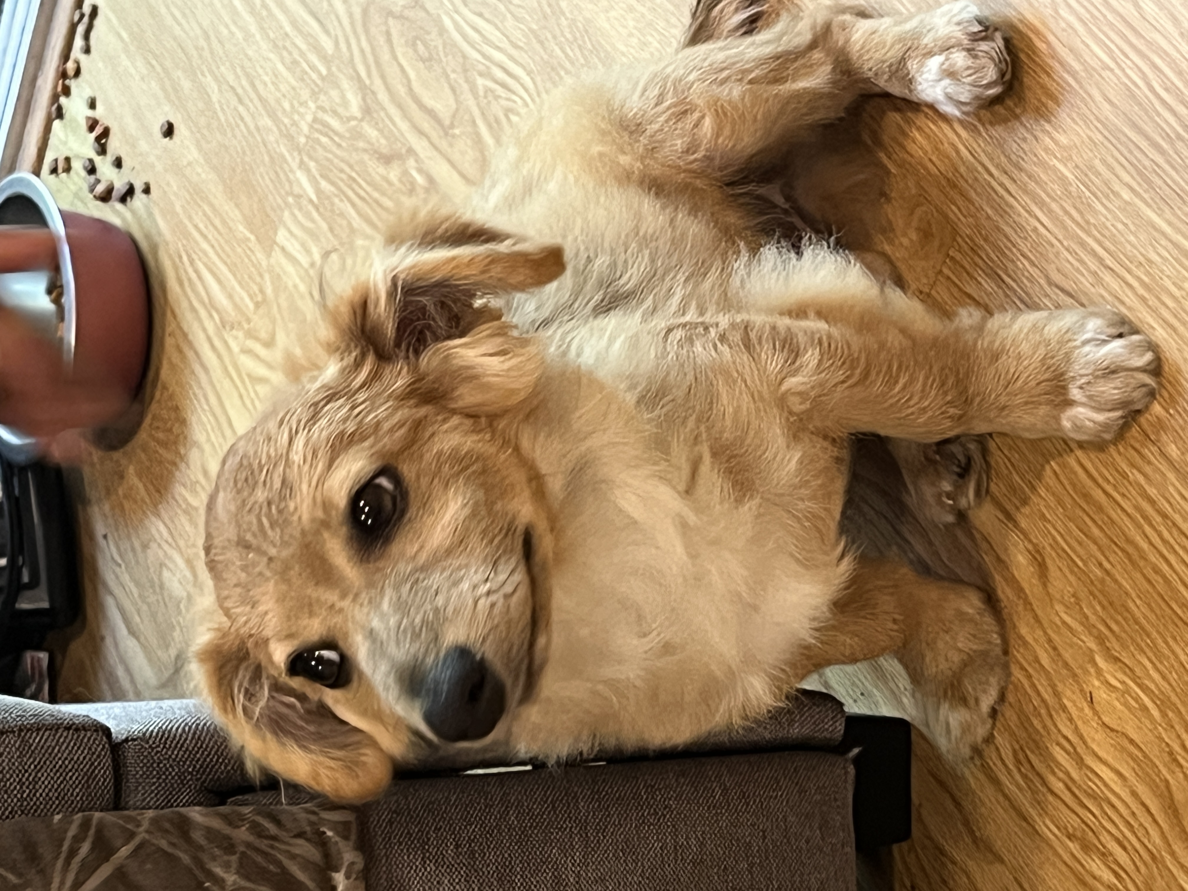 Rascal photo 2