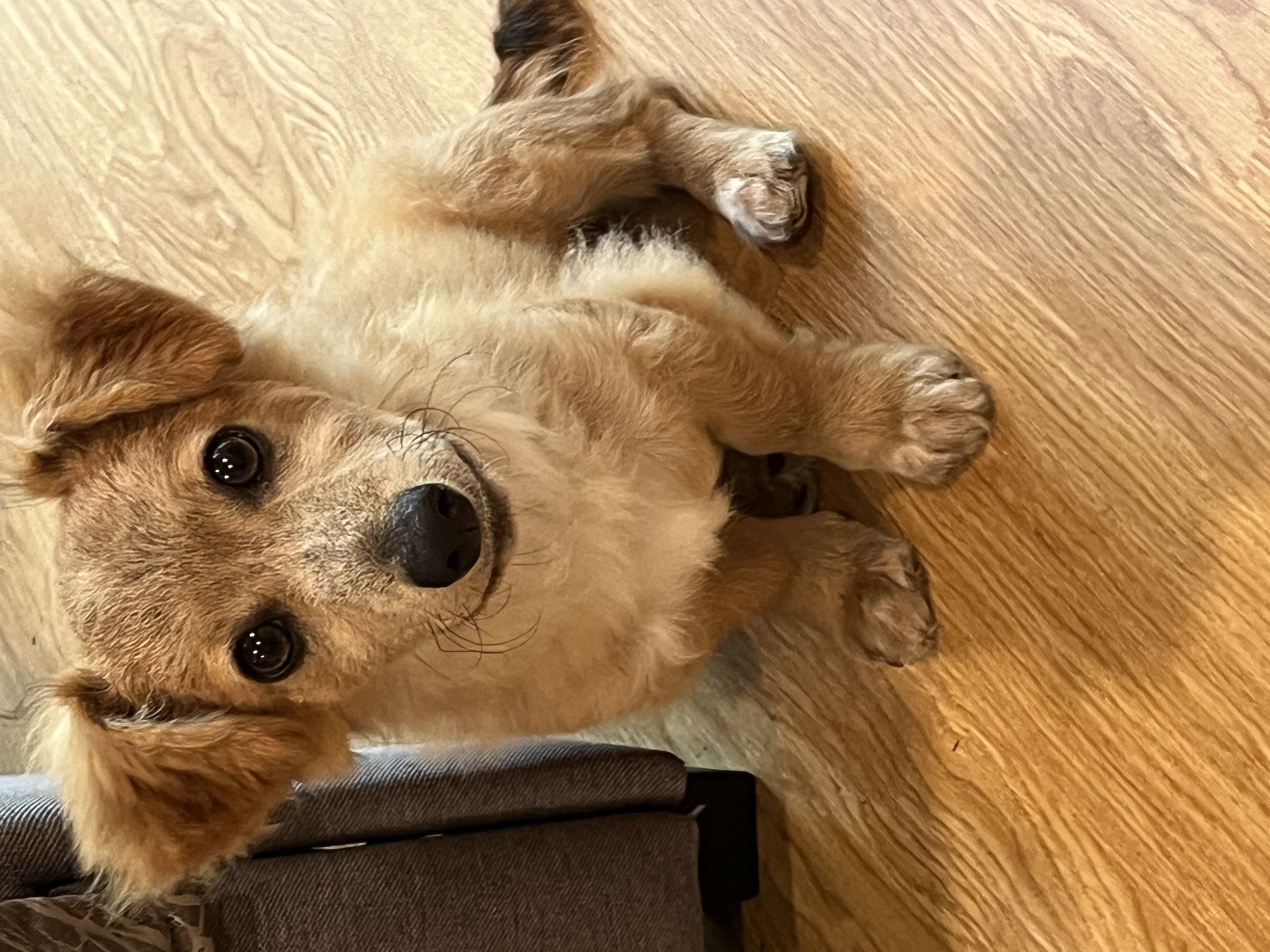 Rascal photo 1
