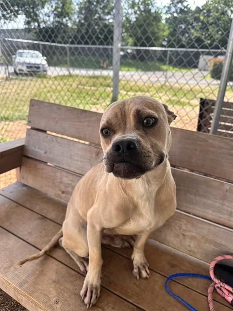 RICK, Adoptable, Adult Male Pit Bull Terrier & Mixed Breed.