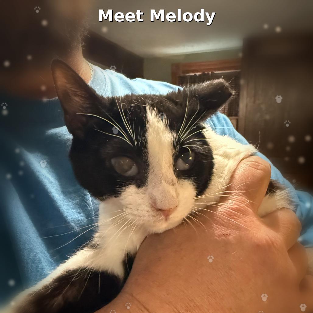 Enlarge Melody, a Adoptable Domestic Short Hair in Lancaster, OH image 1/1