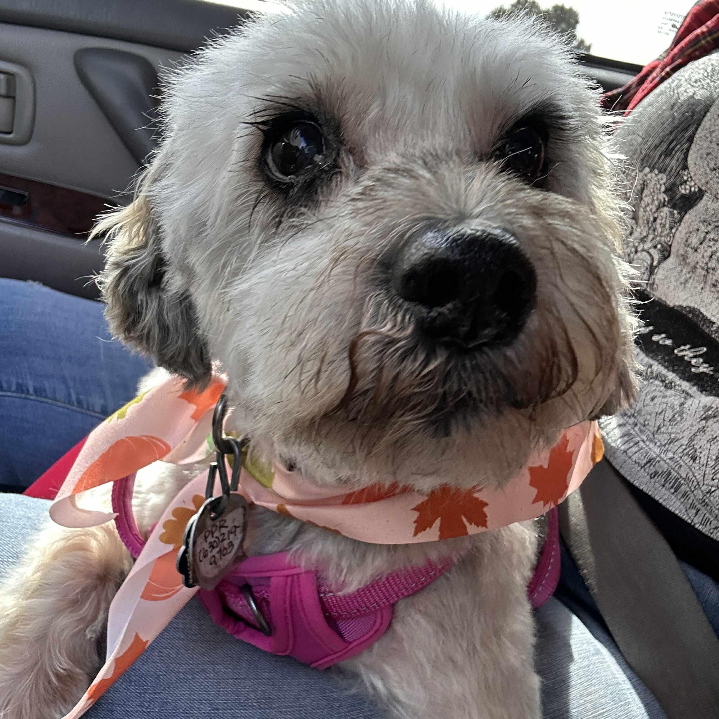 Pepper - Sponsor me, Adoptable, Senior Female Miniature Schnauzer.