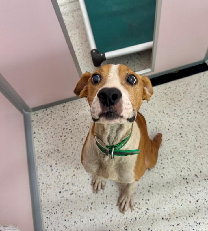 Bud, Adoptable, Senior Male Hound & Pit Bull Terrier.